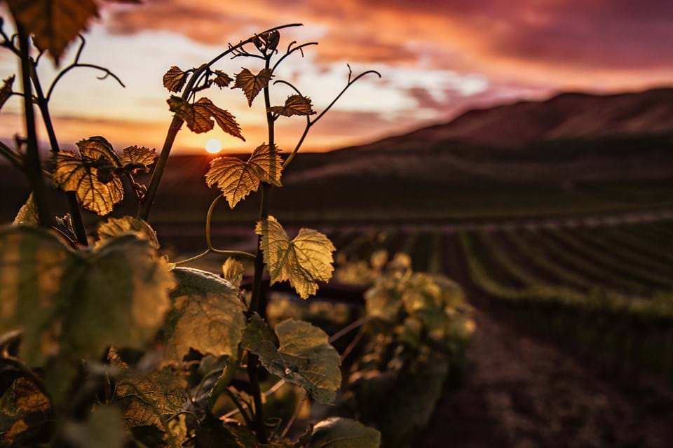 English Vineyard Tours